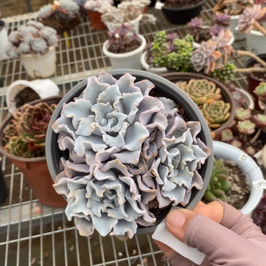 6307芭蕾舞者一物一拍