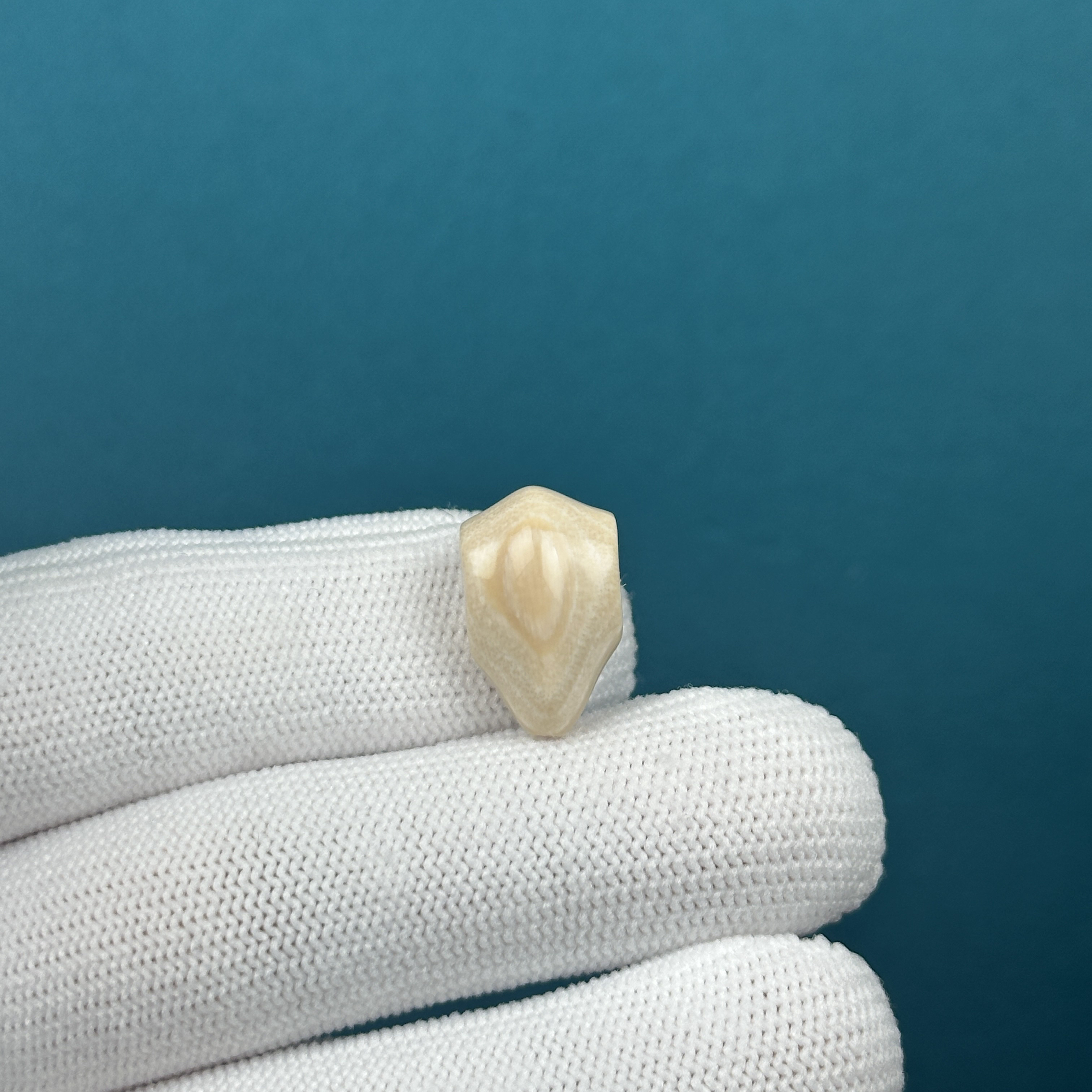 D60-52天然猛犸牙 鲨鱼背三通 11.3*17.9mm一物一图假一罚十