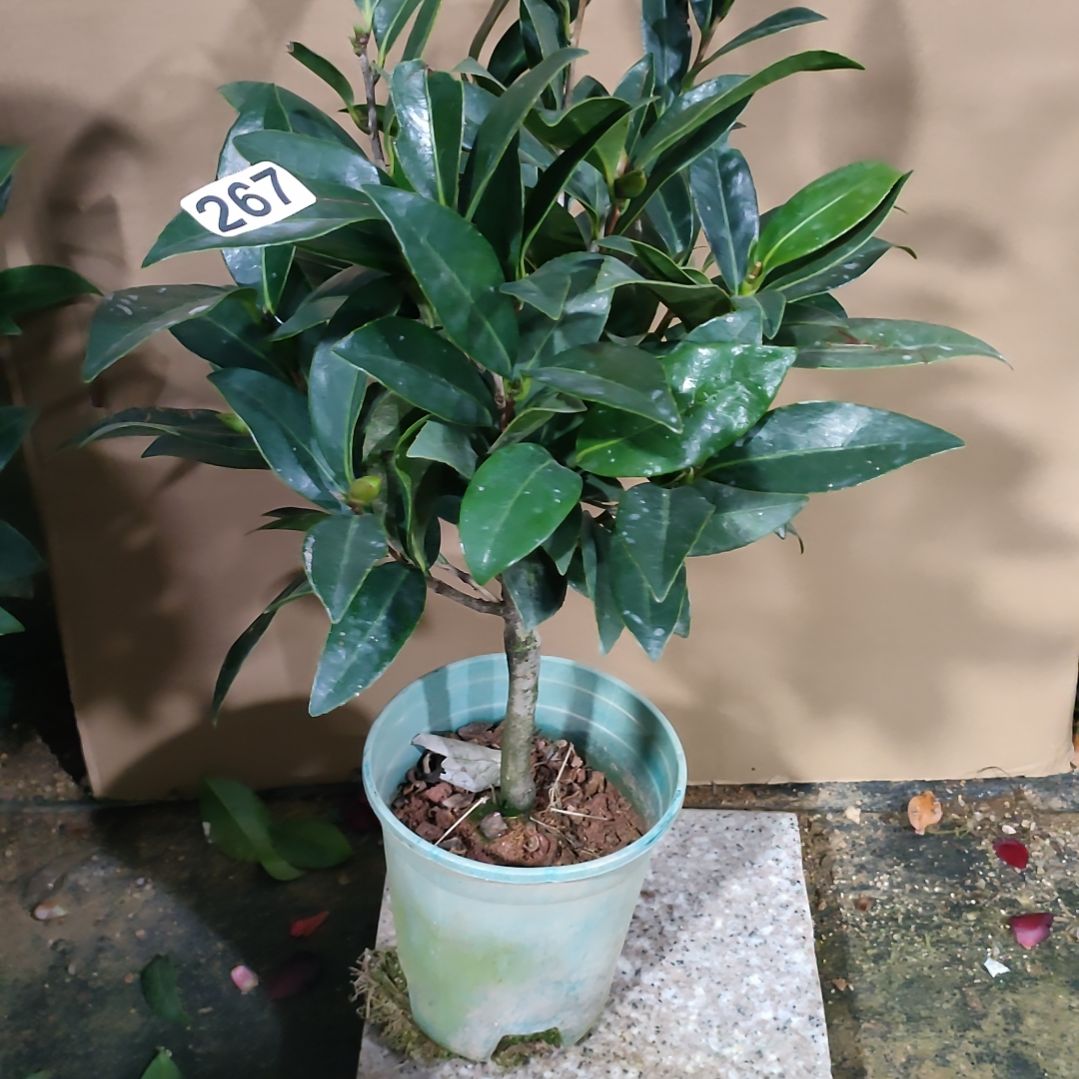 267四季，原盆原土发货