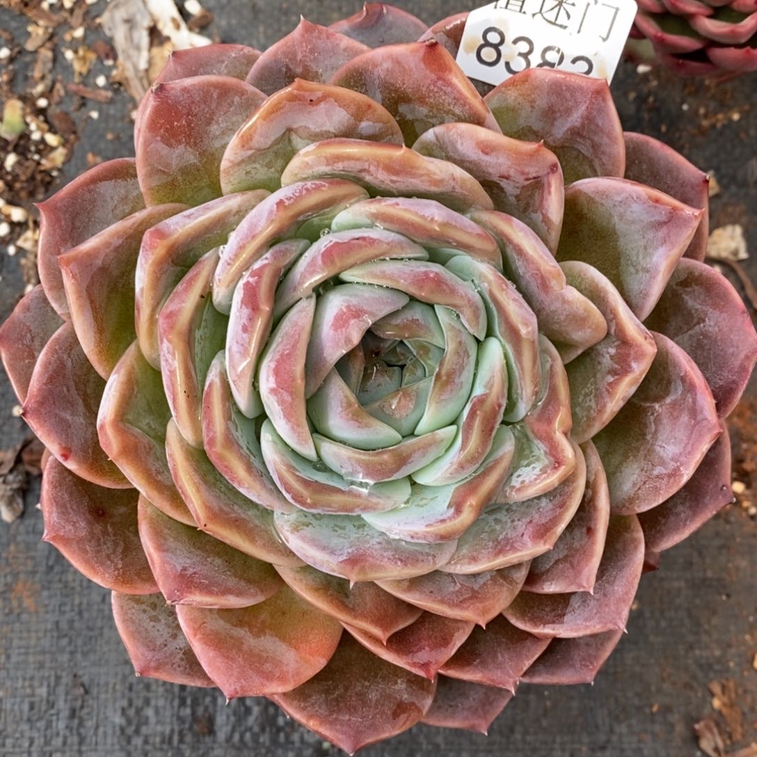 杂交精品多肉8383~13厘米