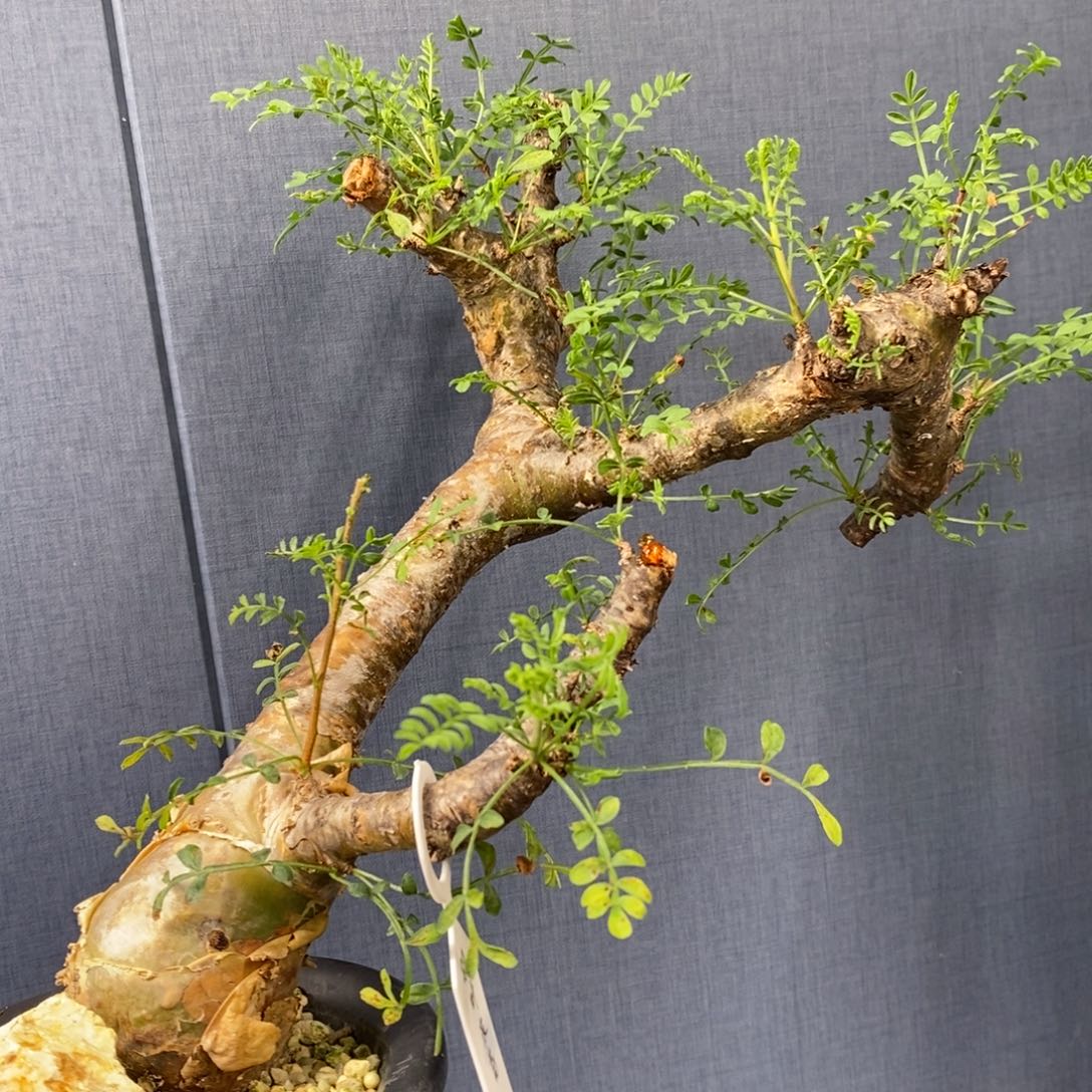 羽叶没药产地熟桩