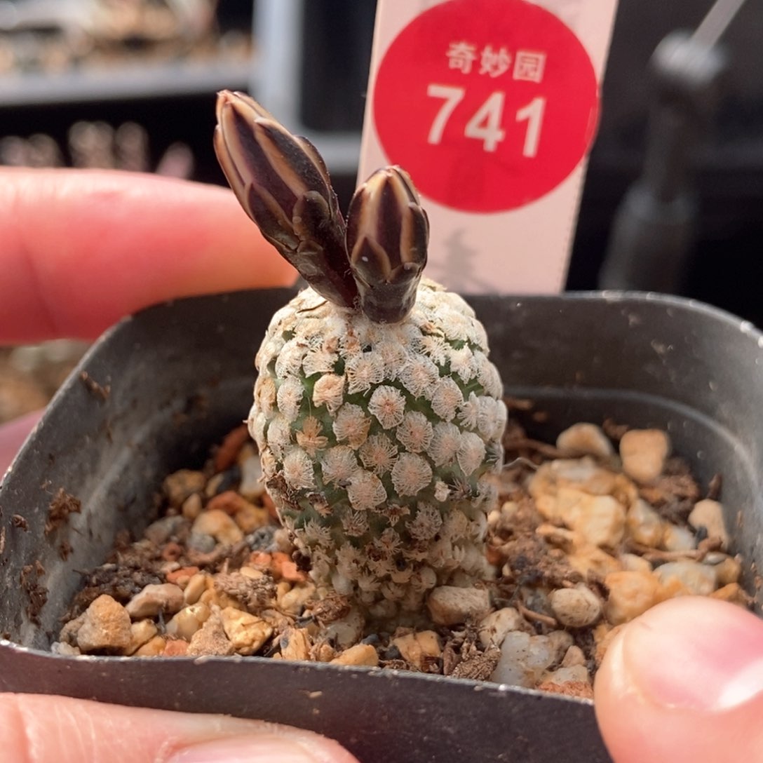 实生蔷薇丸2cm一棵仙人球