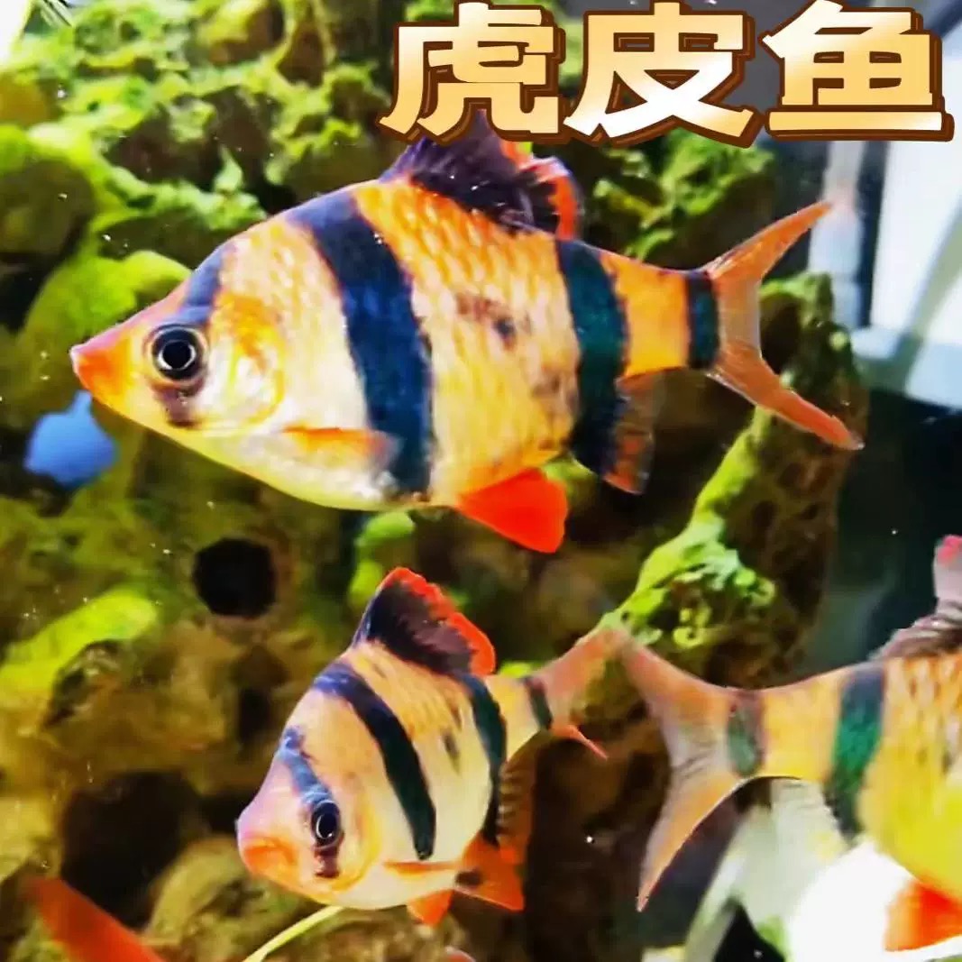 虎皮鱼金虎皮鱼热带鱼小型淡水观赏鱼群游鱼四间虎皮鱼鱼食好养