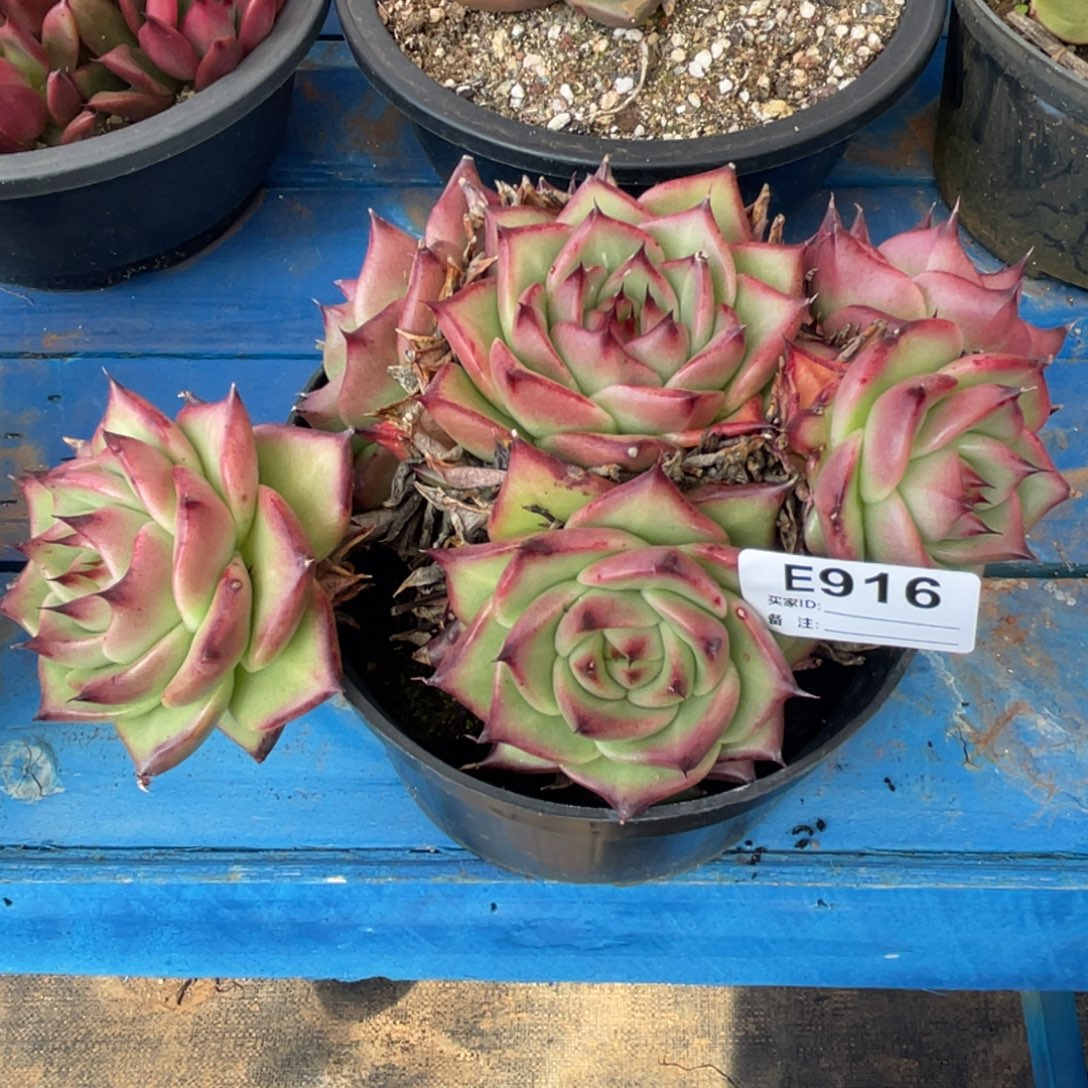 无花朵若如东云组拍E916