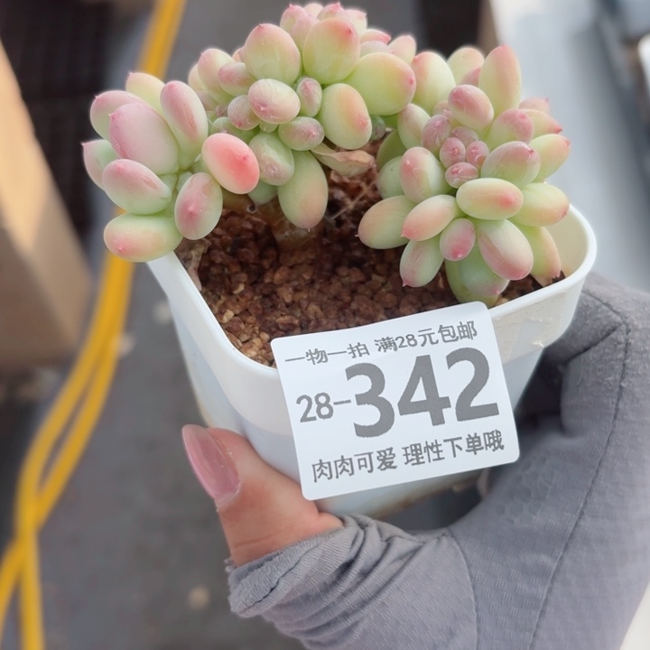 三日月美人缀多肉多肉植物多肉多