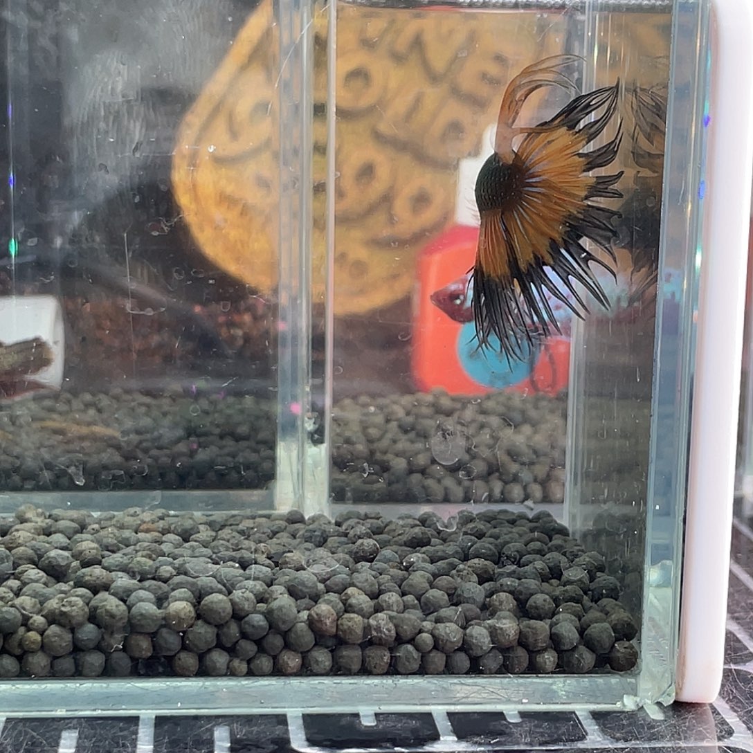 斗鱼5号1126早绿毒