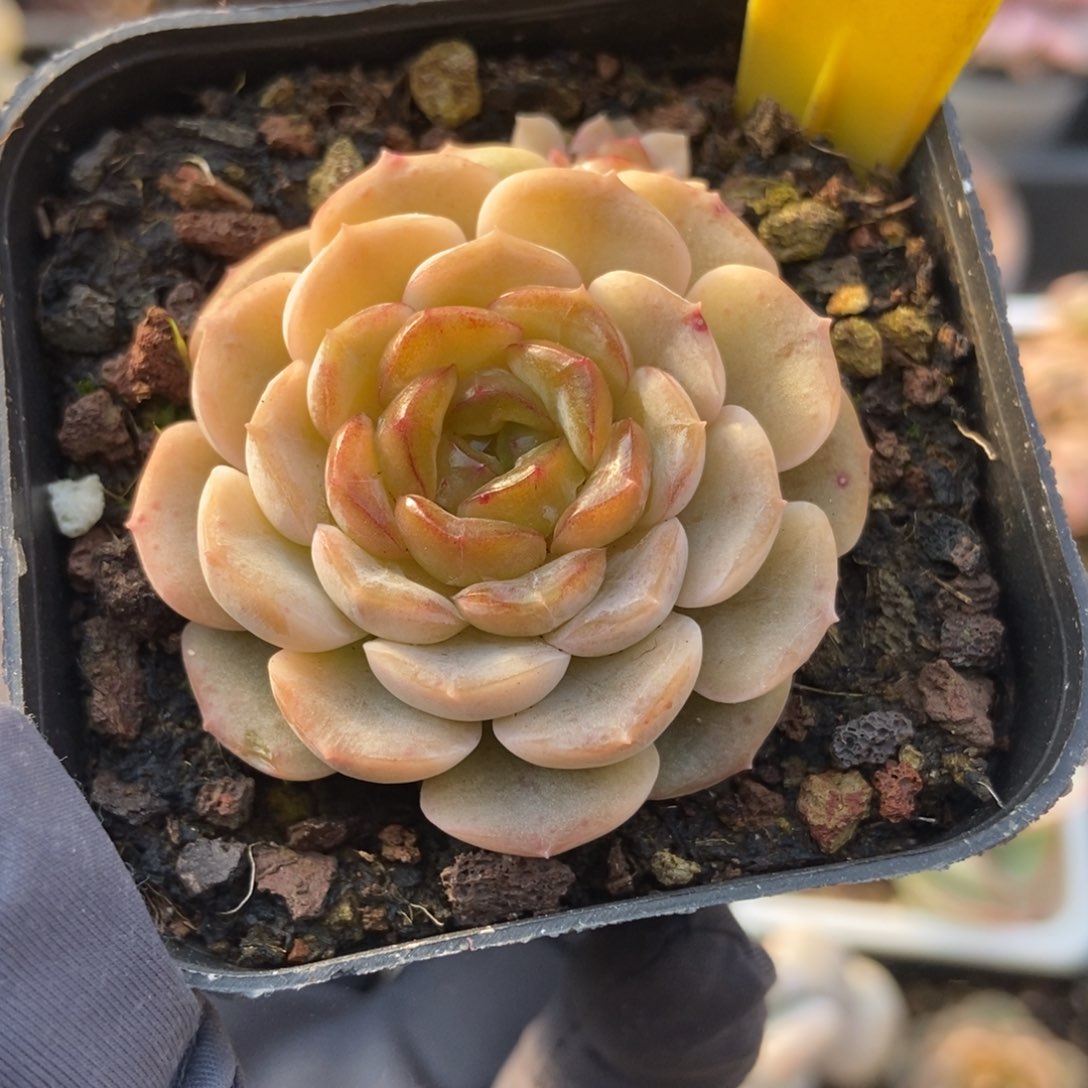 558容晶多肉植物保护
