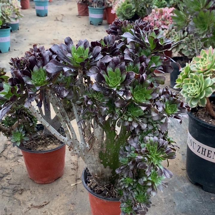 黑法缀多肉植物17。 
