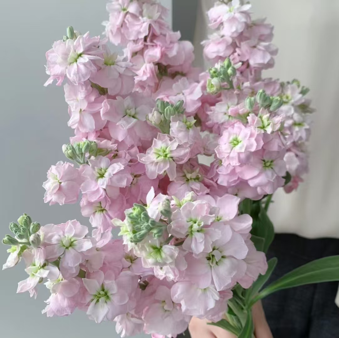 【粉色紫罗兰】云南鲜花基地直发 | 全场两单升级顺丰