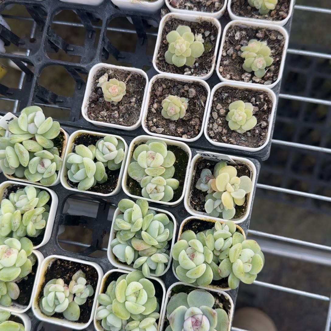 小羊脂玉盆2床一个满25包邮