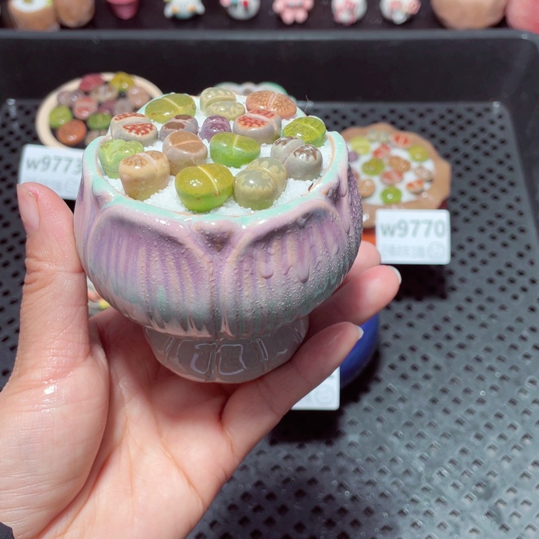 w9774 带盆土发货-零下地区拍保温箱