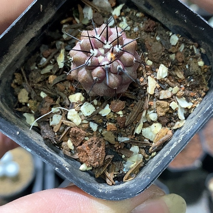 孤品实生优选紫皮粗刺黑王丸2.1cm仙人球福利