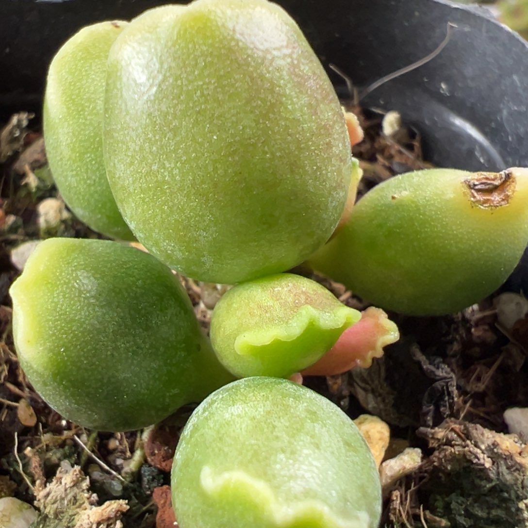 福利款黄金海豹有点干皮