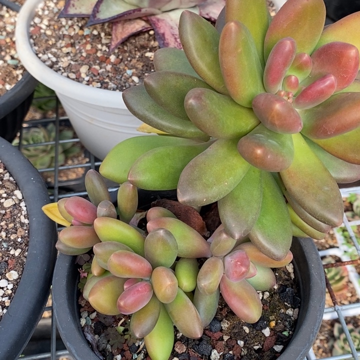 D377- 直播福利 芒果奶