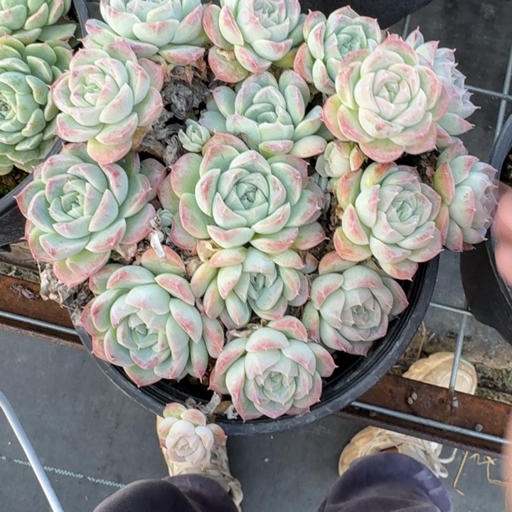 不知名多肉植物绿植