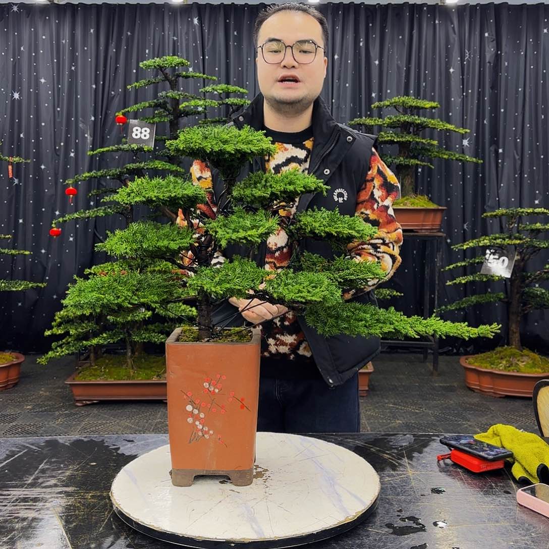 龙爪松高端造型盆景