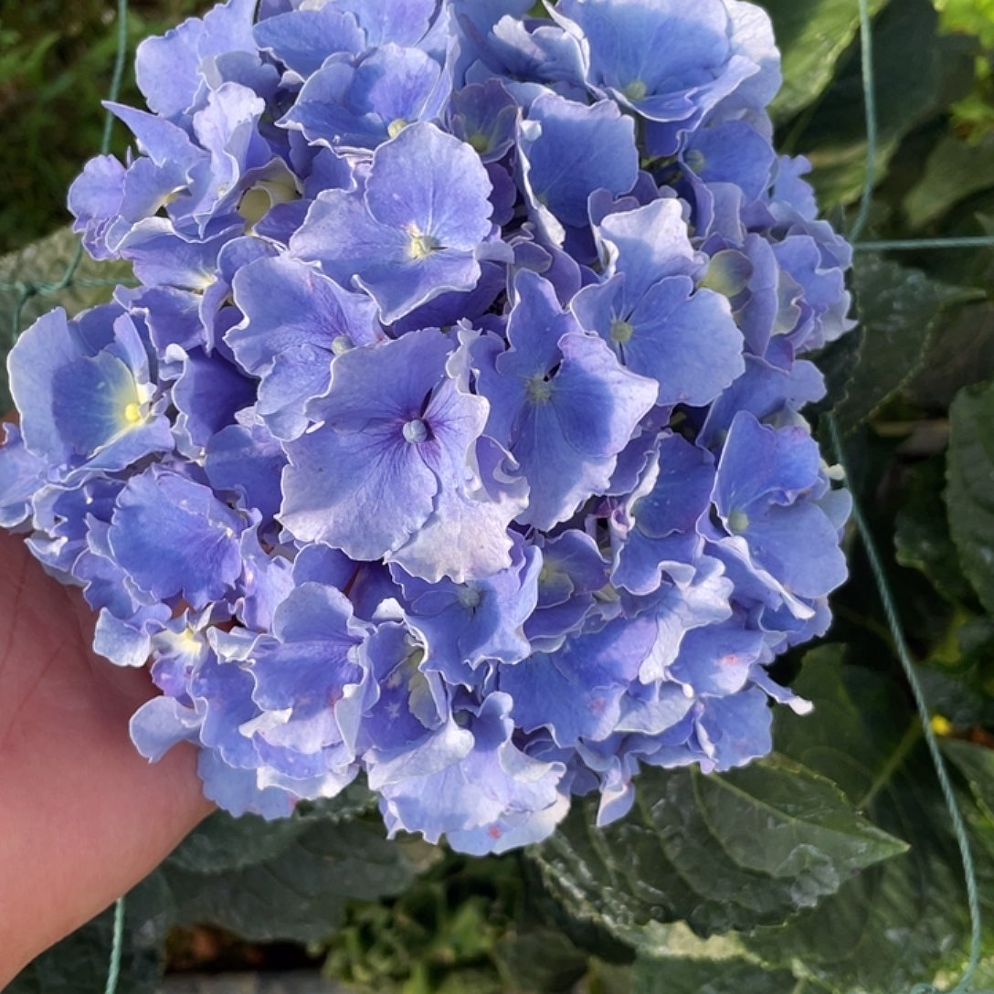 绣球切花一物一拍3枝包邮，71