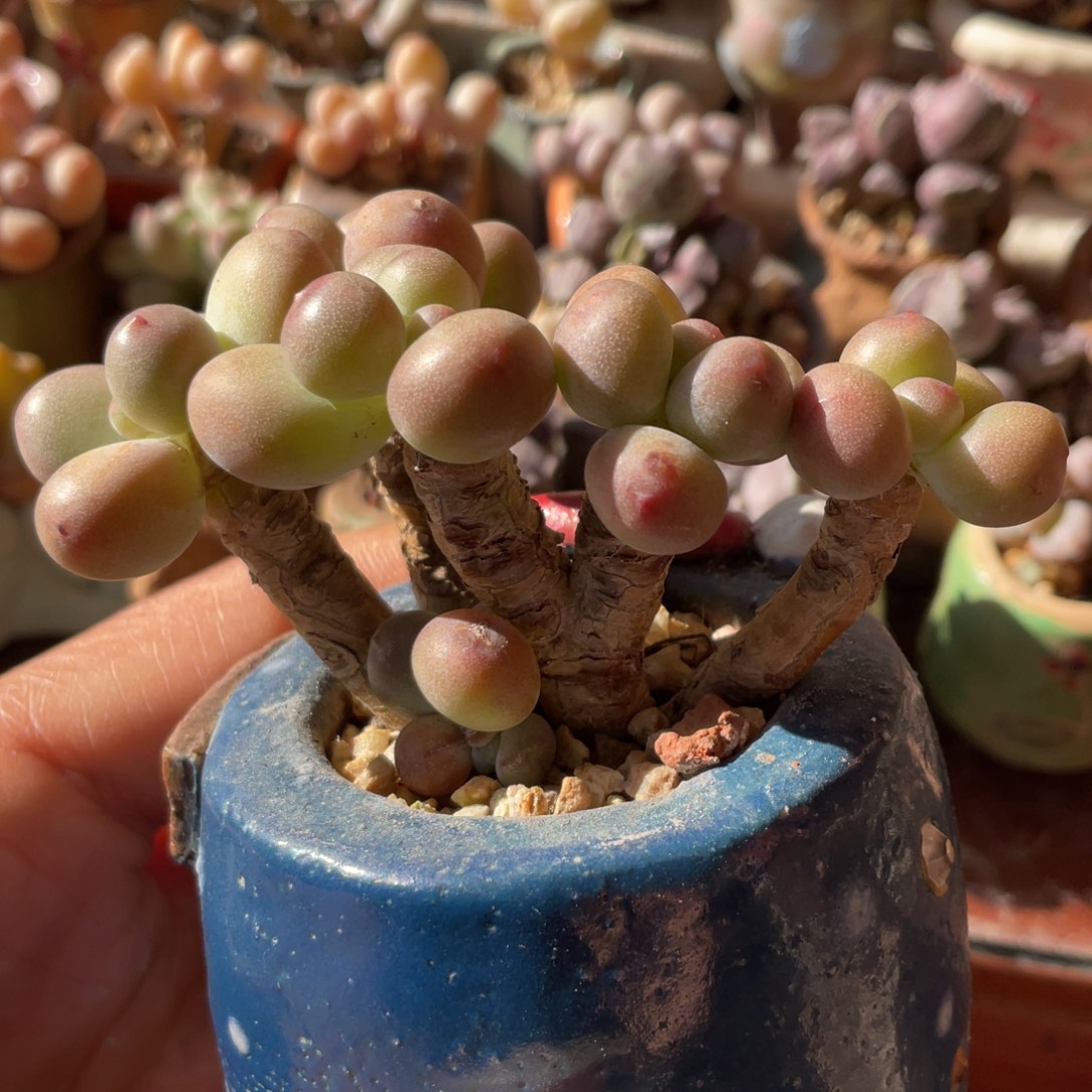 正版苹果奶初代苹果老庄一体