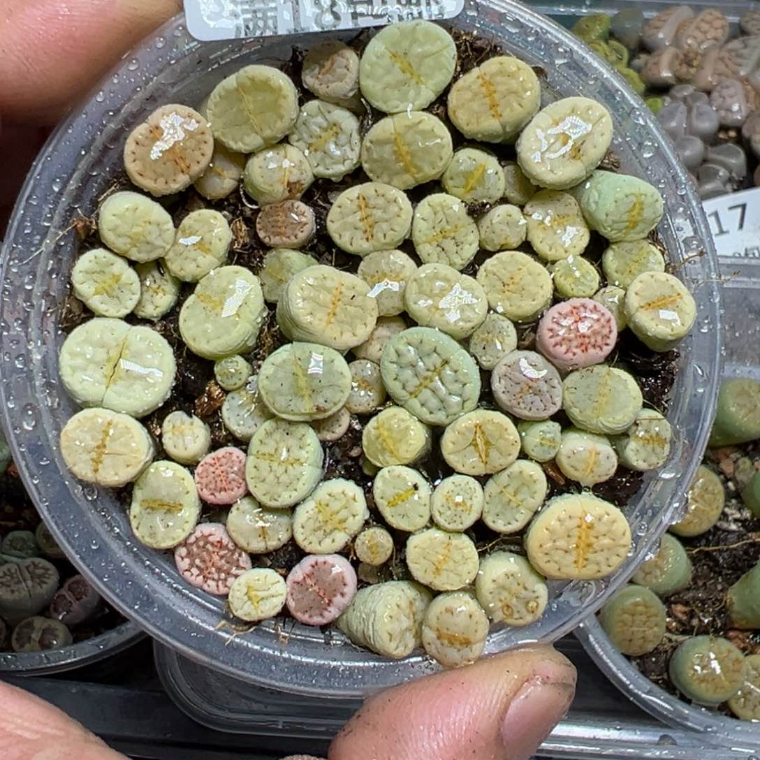 【闪购商品】 120。    