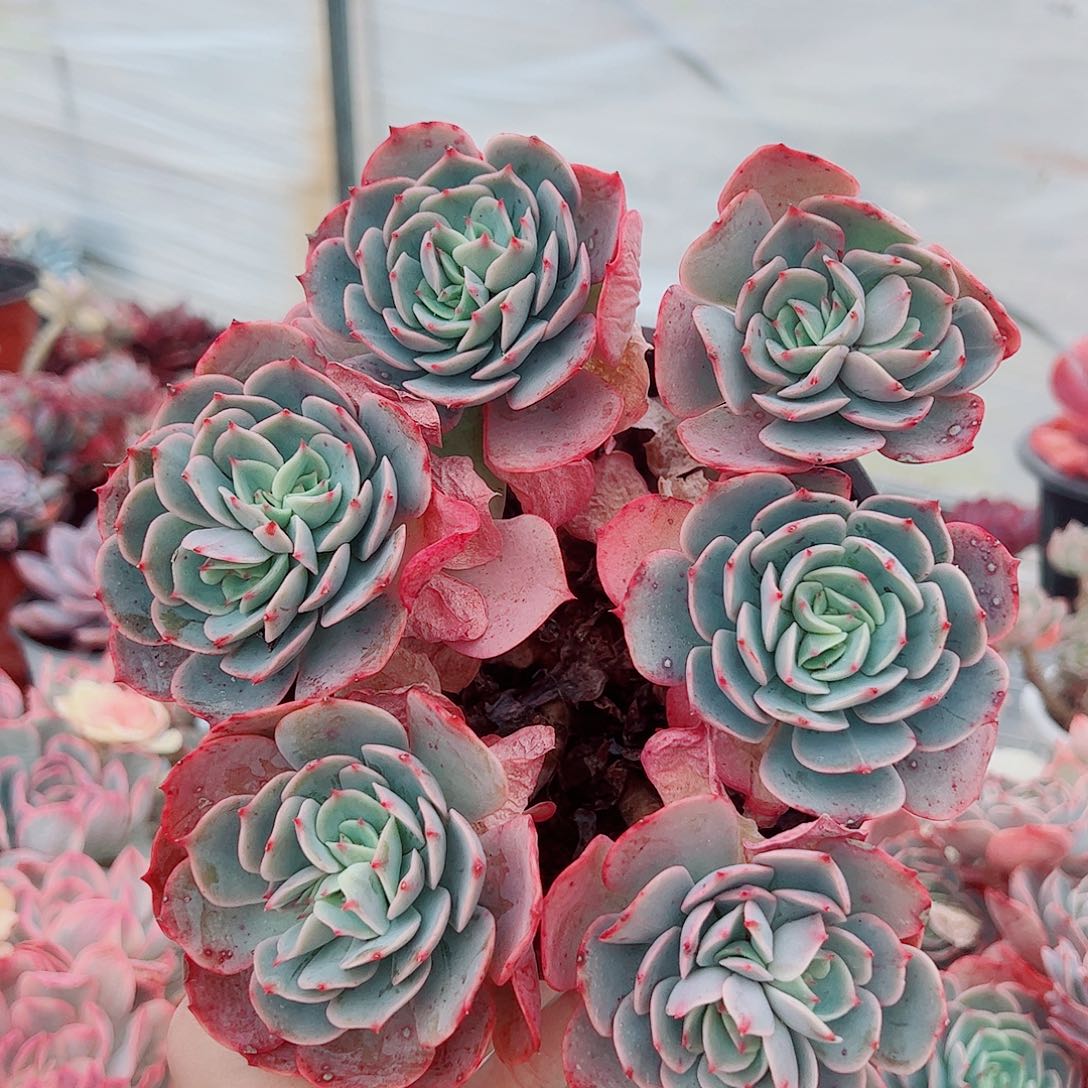 白雪公主多头群生老桩