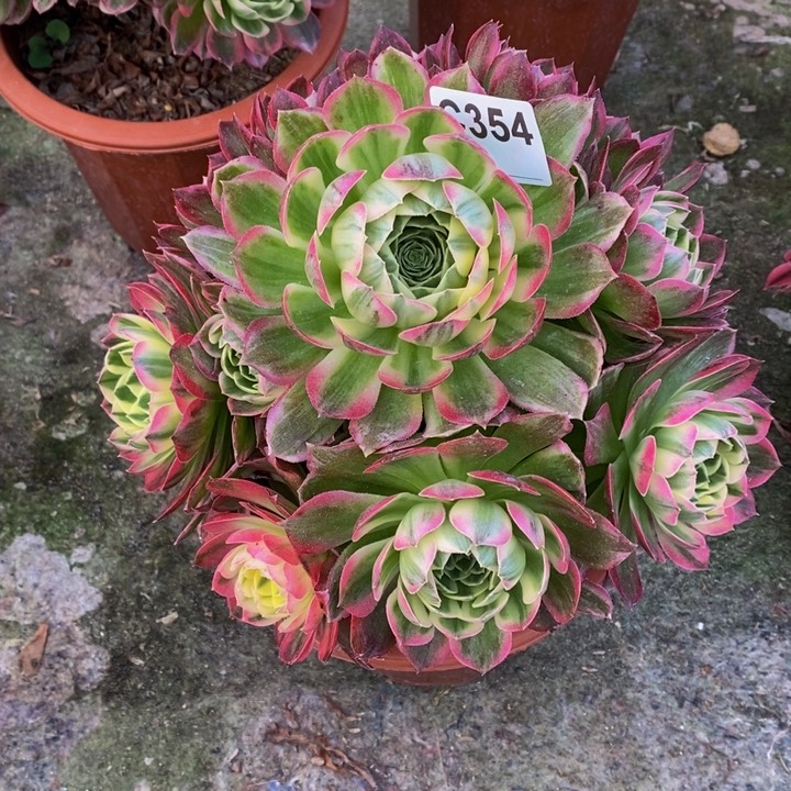 海王多肉植物354