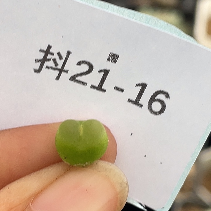 21-16小拉登多肉植物