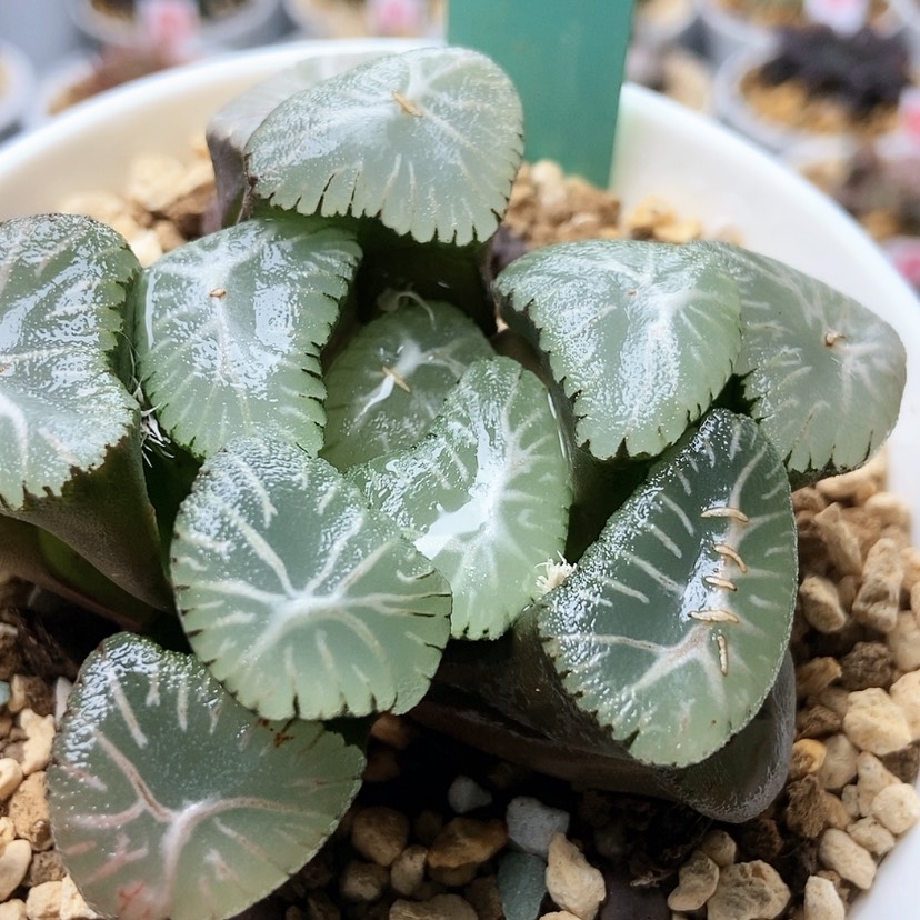 【闪购商品】开****年翠星母本186