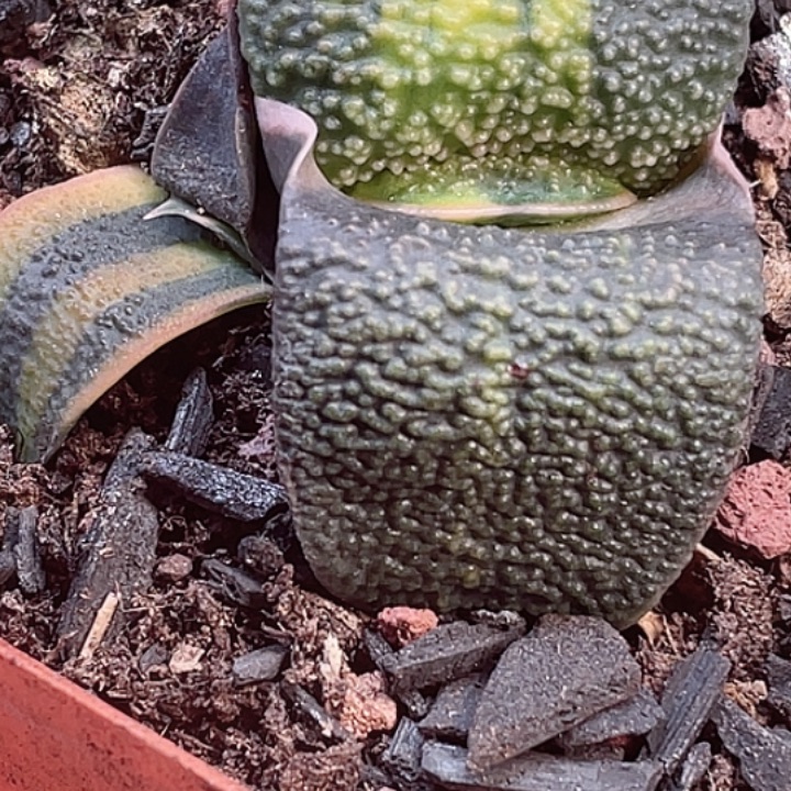 卧牛锦一物一拍1号