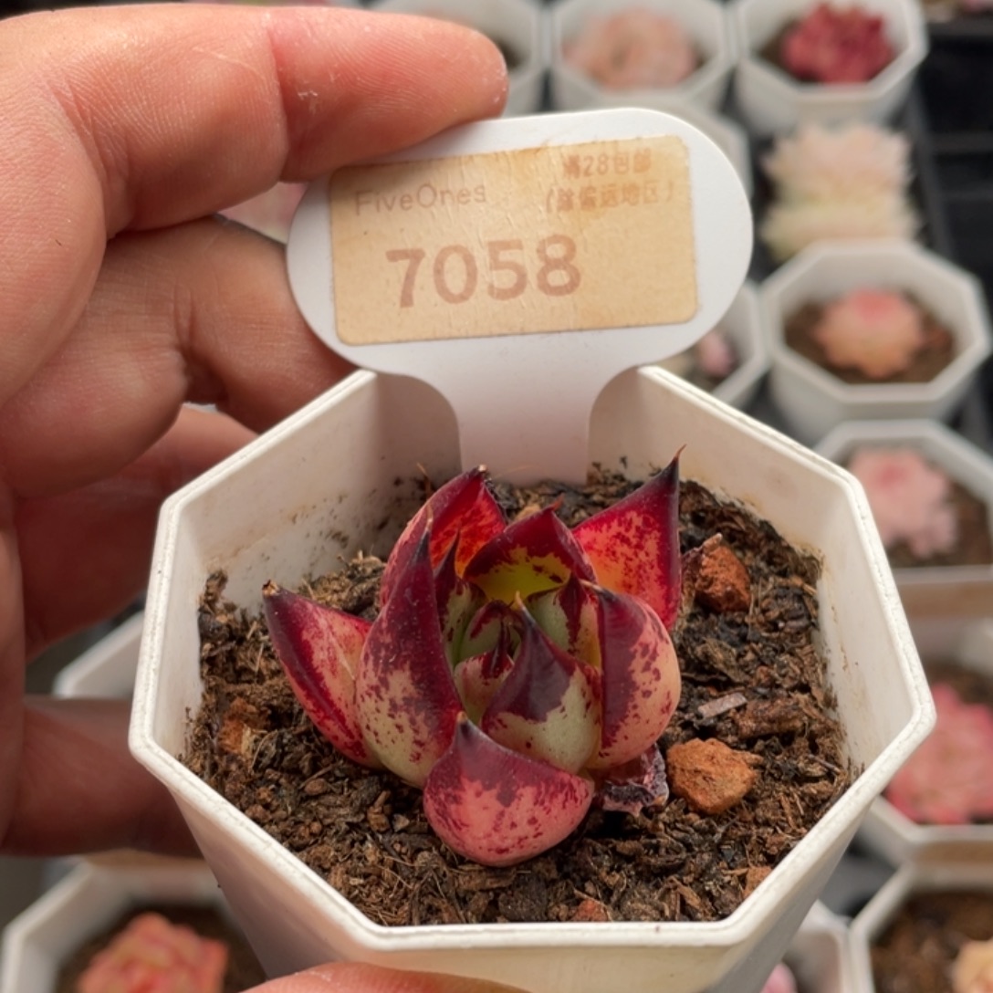 乌木7058-4.0厘米