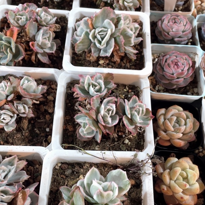 伯克利锦18.8一盆8888888