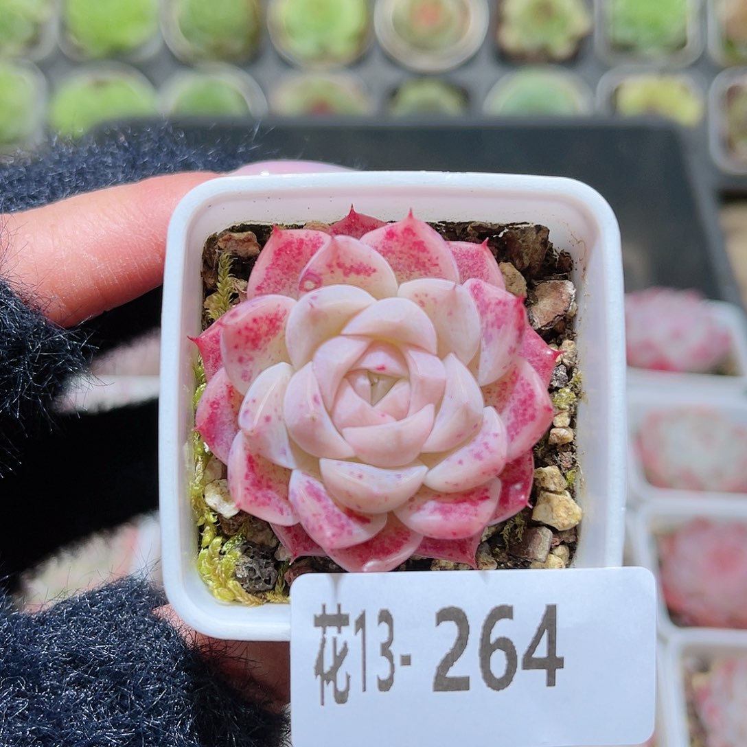 花利美13-264美瞳