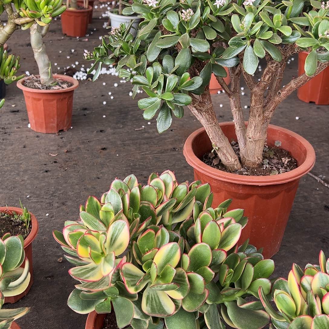 正***量稀有新花月锦带土球发货9337