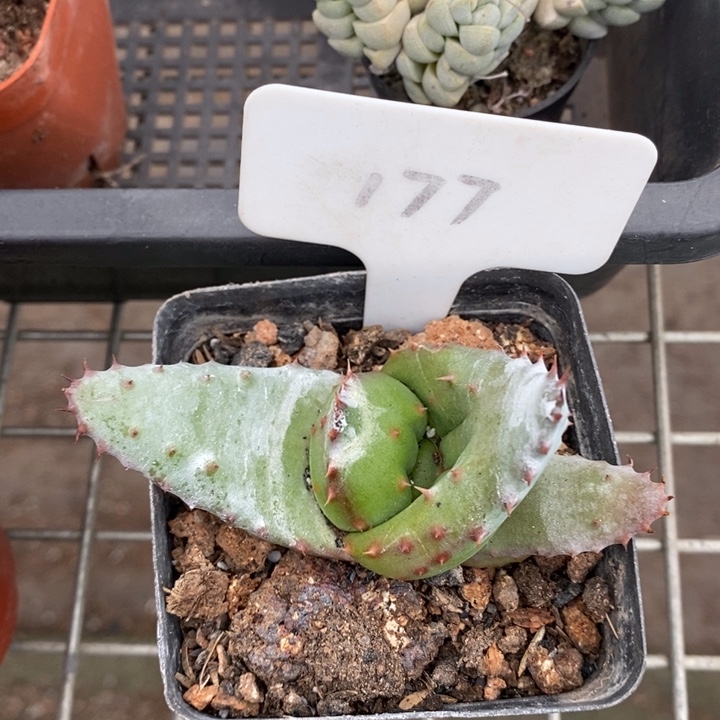 伯克利和格蕾纳等著名音乐家都