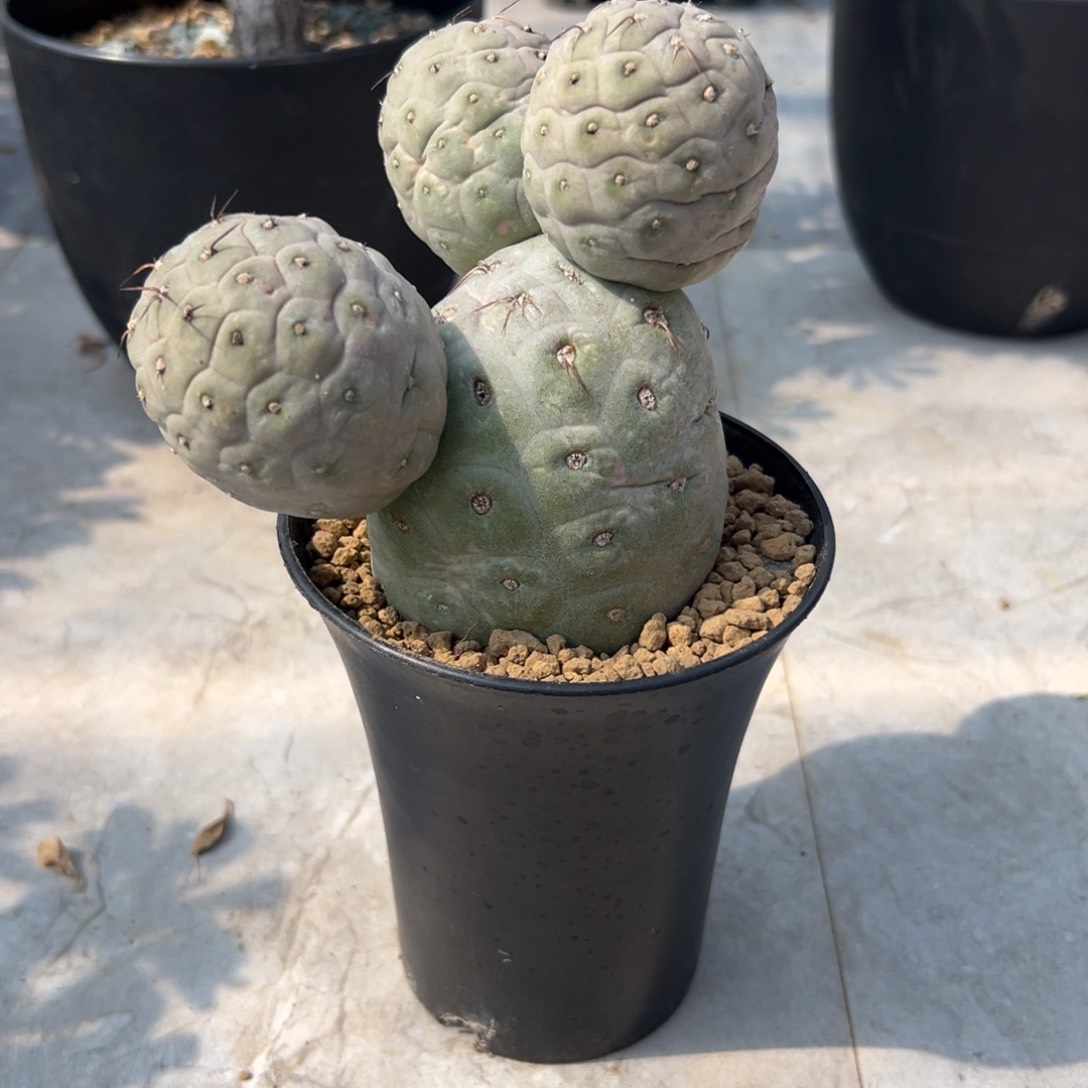 习wwwwwwwwwww wwwwww