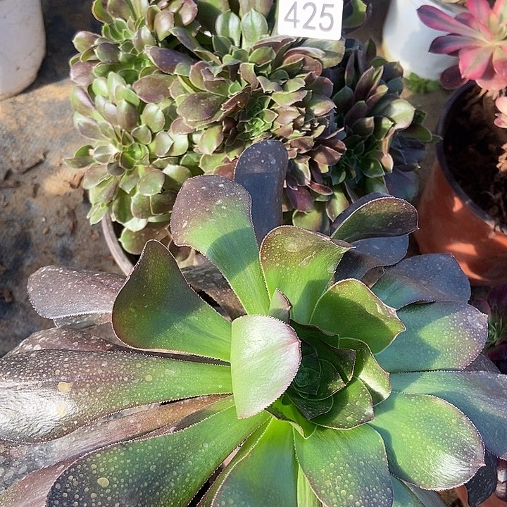 柠檬玫瑰缀巫毒特价不包断425