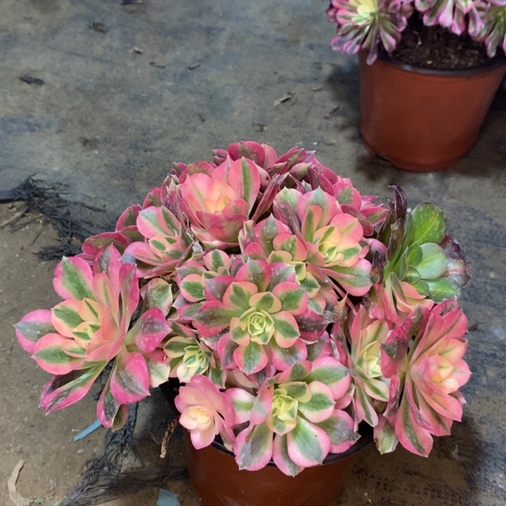 粉女巫多肉植物19 