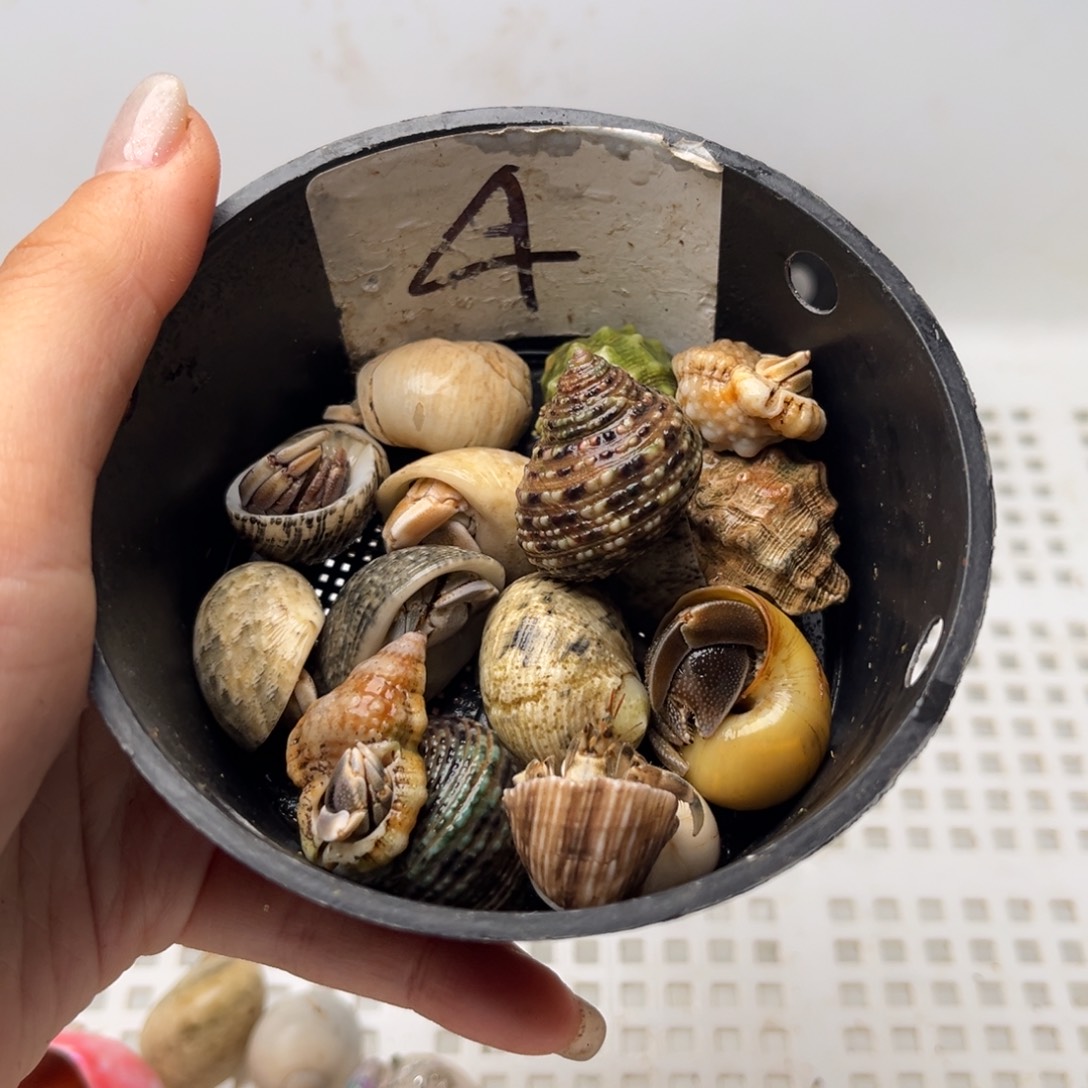 4号竞拍 一手加一块