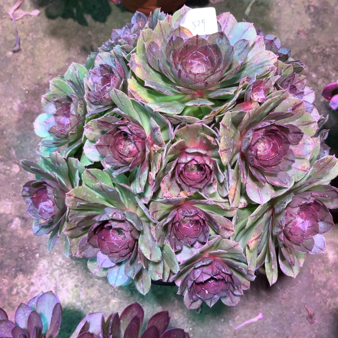 多肉植物万拉丝529