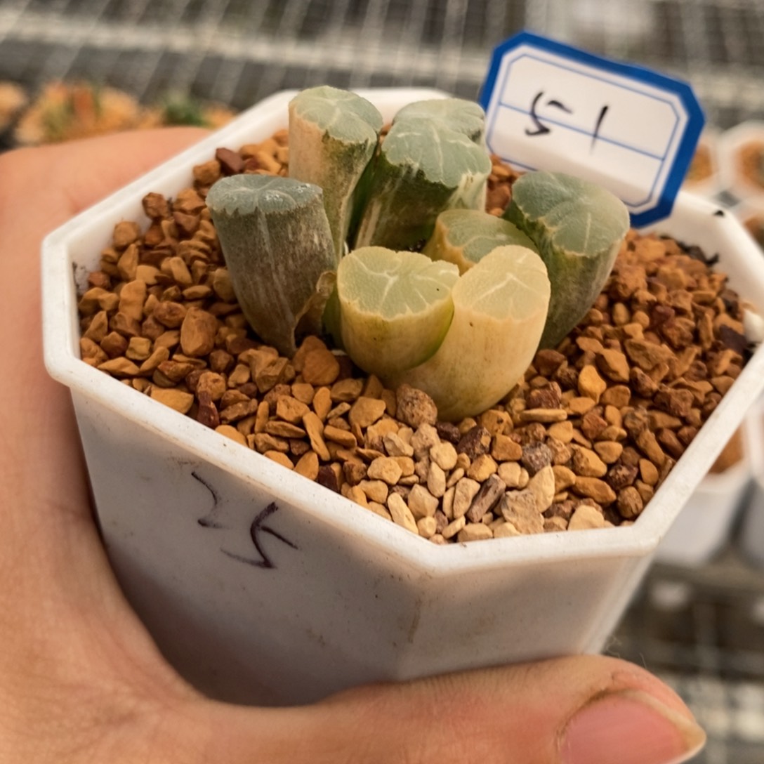 51号实生万象锦带盆发货