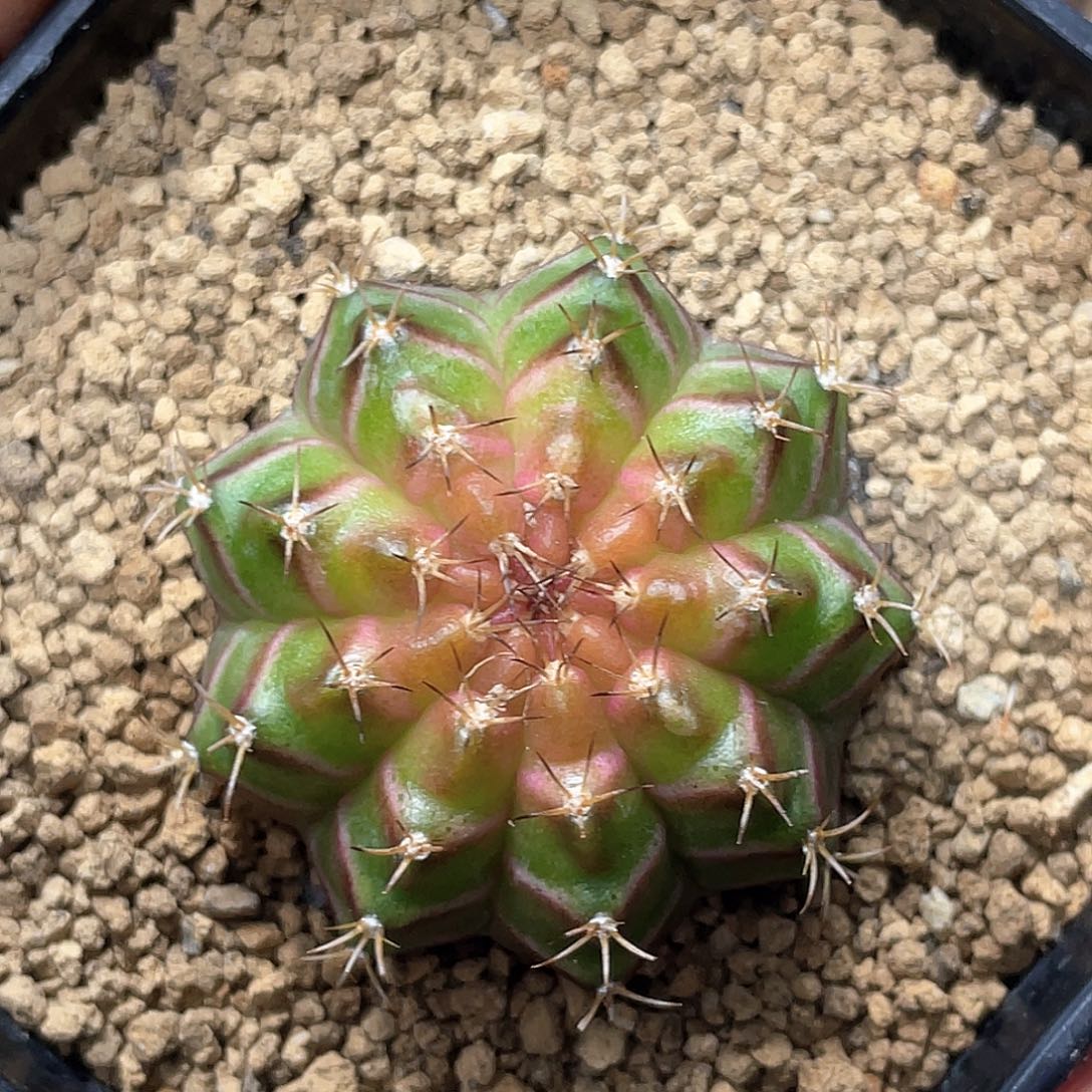 无花朵泰系实生根，轮回3
