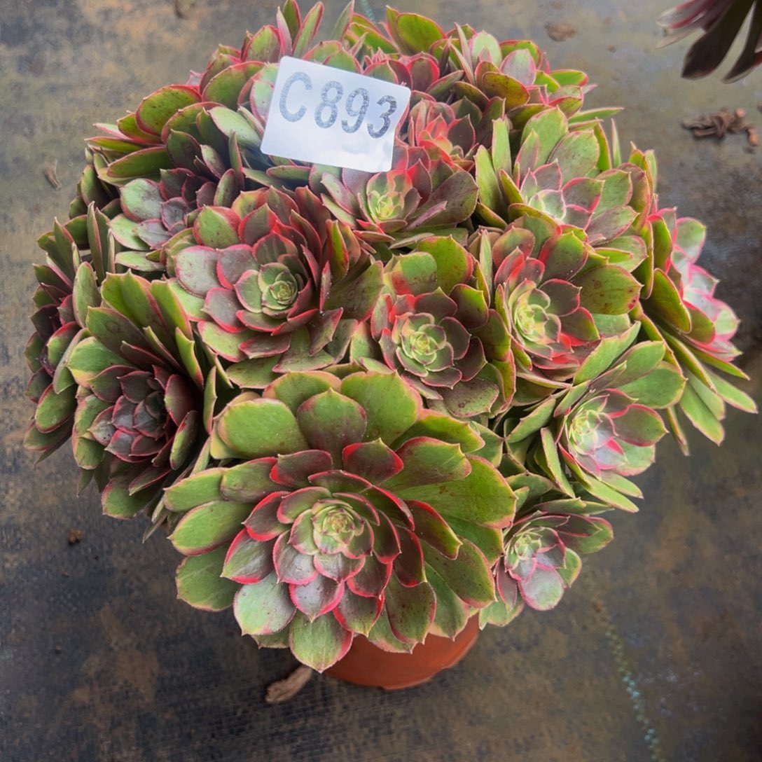 *****无花朵粉花妖法师893