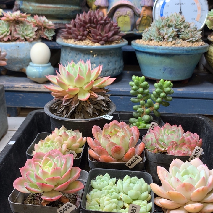 阿***呀婕斯娜群直播台那颗