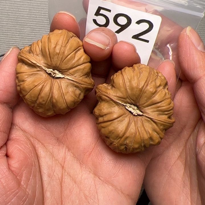 核桃全品南瓜饼370号40尺