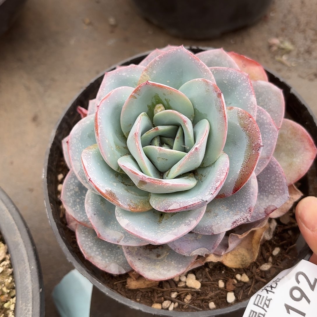 同温层多肉布鲁蓝192