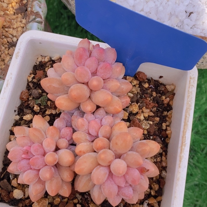 多肉植物，开心多肉