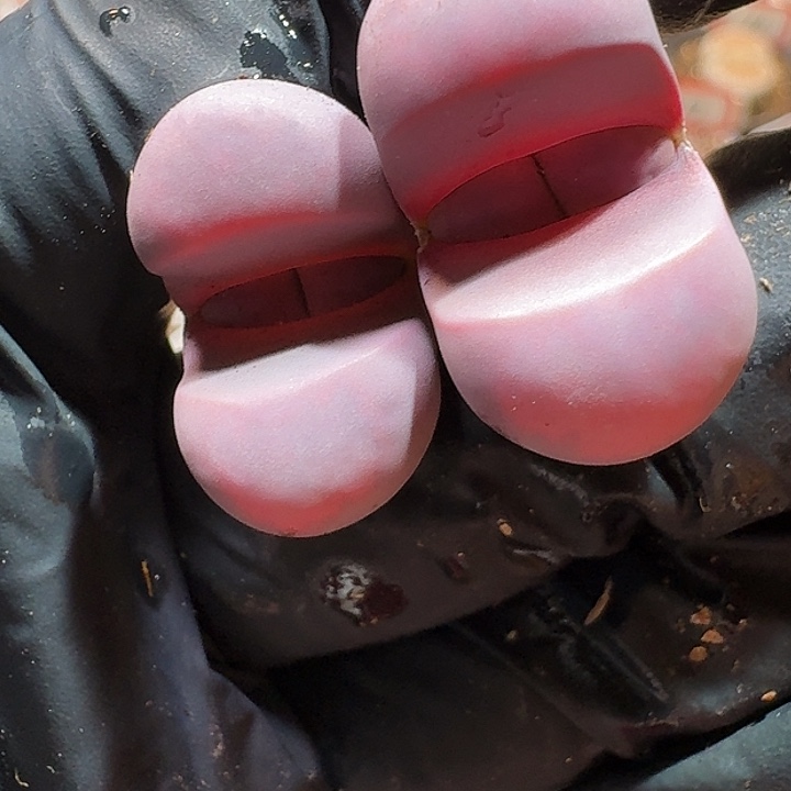 生石花11112121。   173