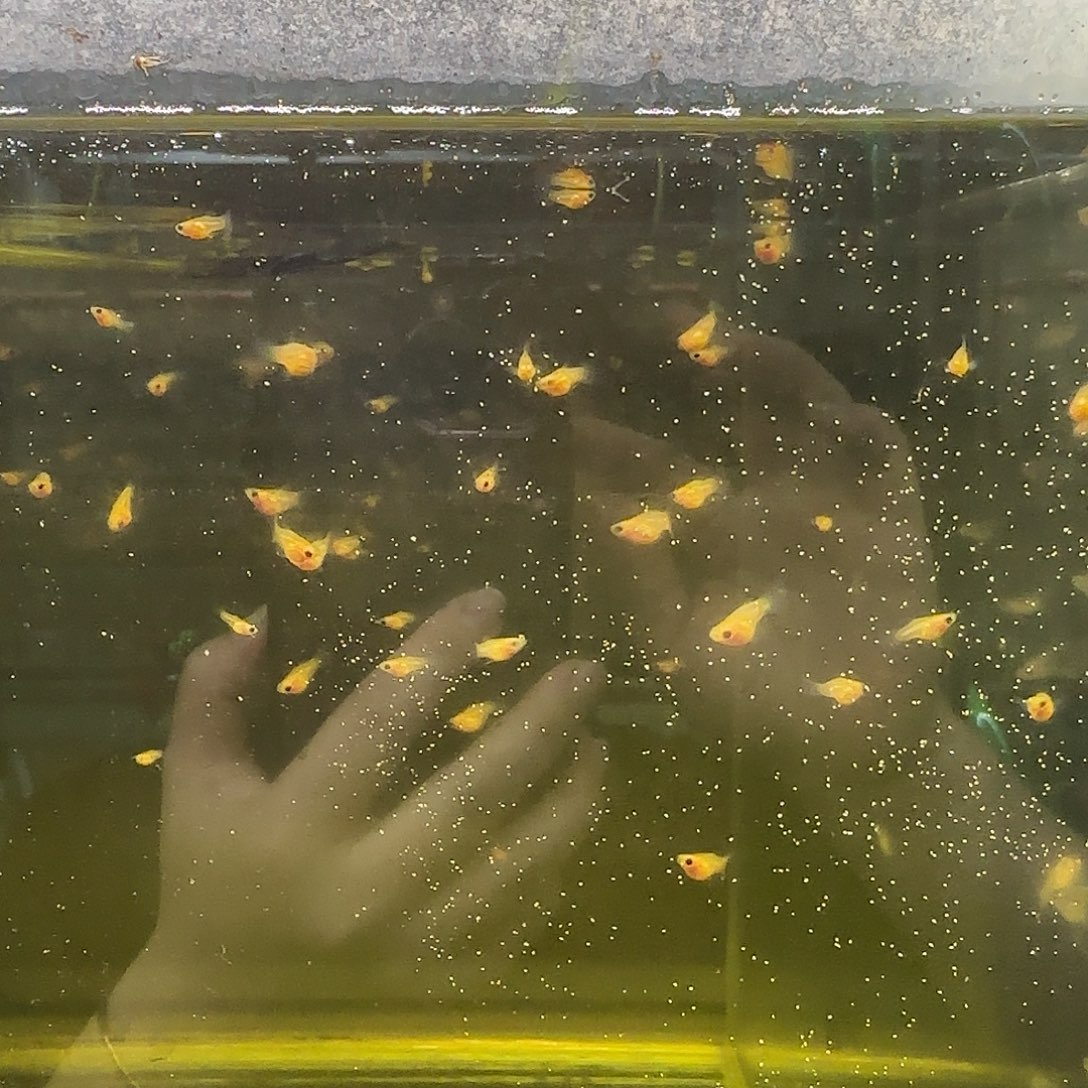 孔雀鱼黄蕾丝小苗子10条随机