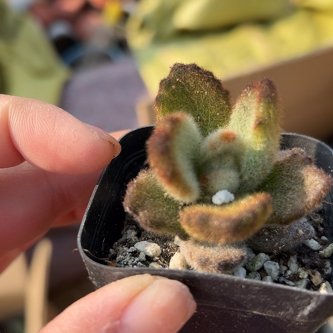 多肉植物泰迪单头