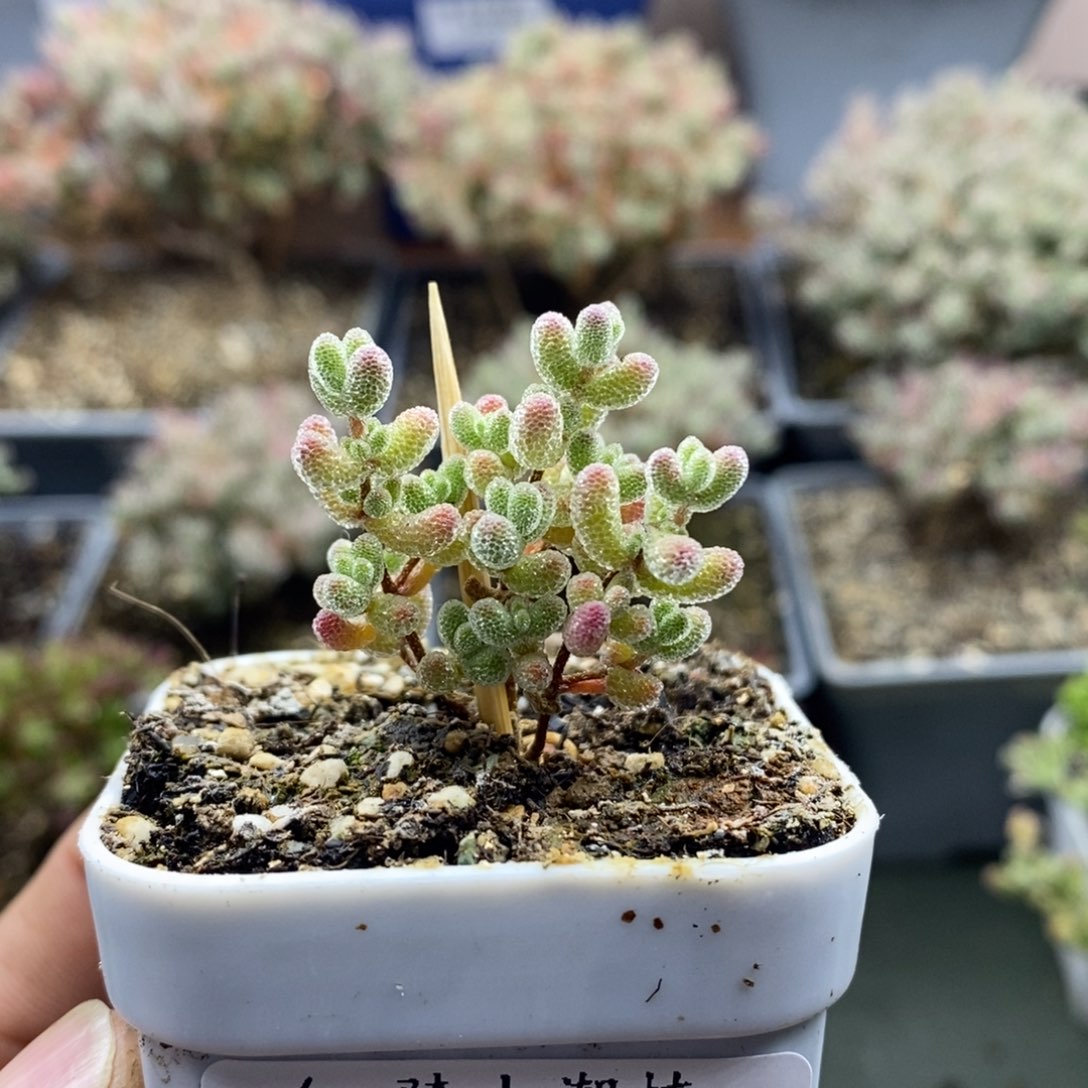 2072实生精控优选冰晶