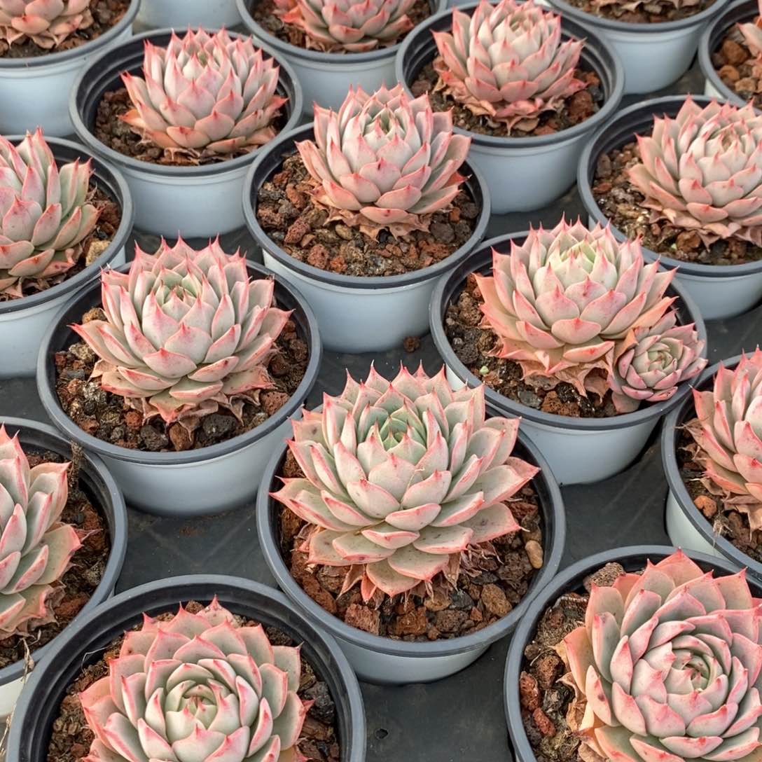 79林杰安娜单头 福利多多